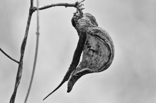 Seed Pod