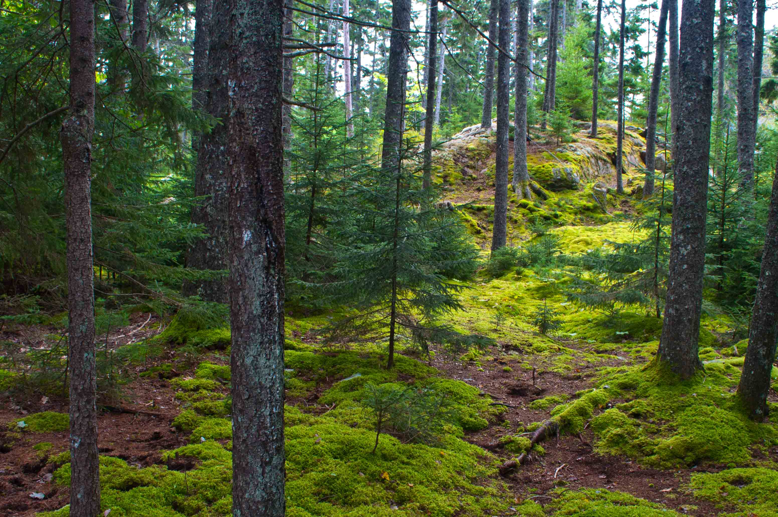 Sylvan Wood